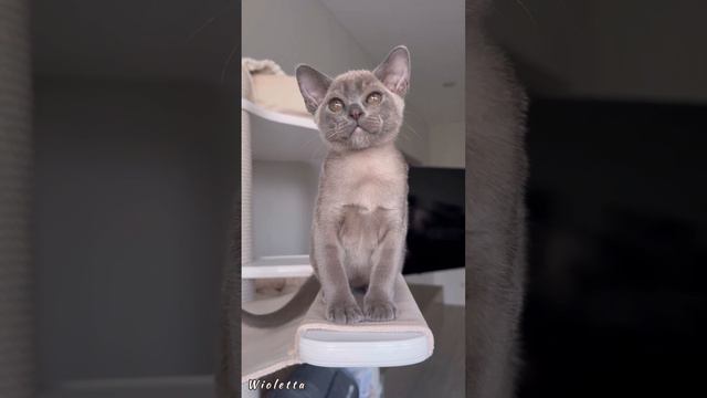 Голубая бурманская кошечка Wioletta Freya Way💙 смотреть онлайн
