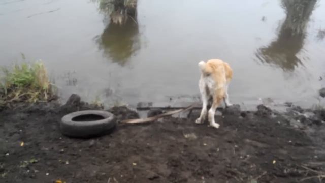 Тренировка с покрышкой 6 км ( часть 2 ) смотреть онлайн