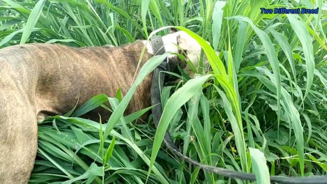 Pitbull Attack Highly Aggressive Pitbull Tiger 🥵🥵 смотреть онлайн