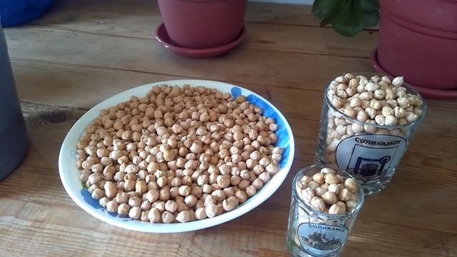 КУШАЙ НУТ И ВСЕ БОЛЕЗНИ ПРОЙДУТ. НУТ БАРАНИЙ. смотреть онлайн