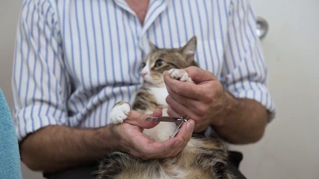 How to trim a cat's nails смотреть онлайн