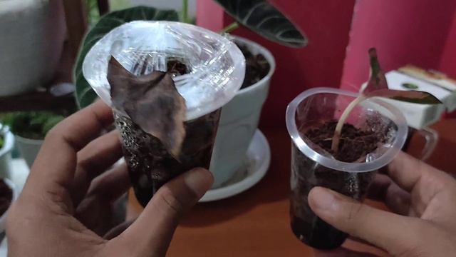 Semai Daun Aglonema | Cek Akar | Percobaan Cara Perbanyak Aglaonema 2021 | Tanaman Hias Suksom смотреть онлайн