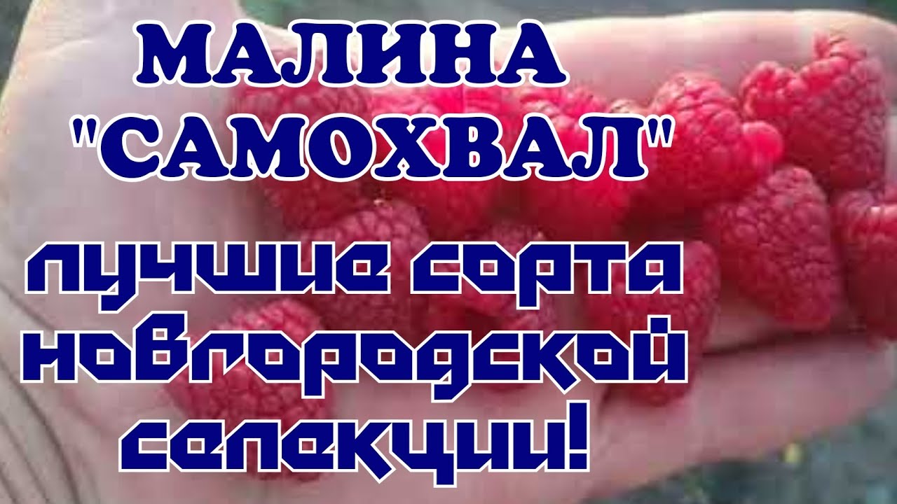 МАЛИНА САМОХВАЛ, Лучшие Российские сорта. Обзор плодоношения смотреть онлайн
