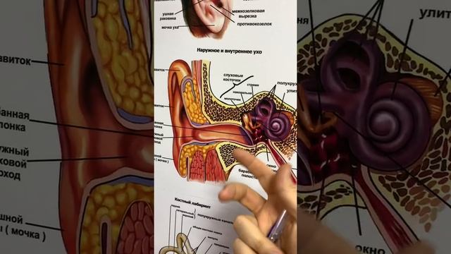 Застряла вода в ухе смотреть онлайн