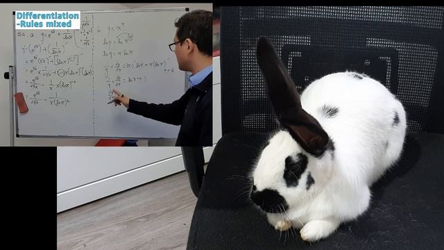 Joey, Rabbit likes Math, Sitting on the Chair! Cute Bunny. I'm a Real Math Teacher. Rabbit Care. смотреть онлайн