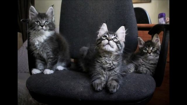 Котята мейн куны ( продажа ) . смотреть онлайн