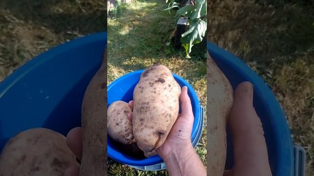 Картошка ГИГАНТ 26 августа 2018г 2 часть смотреть онлайн