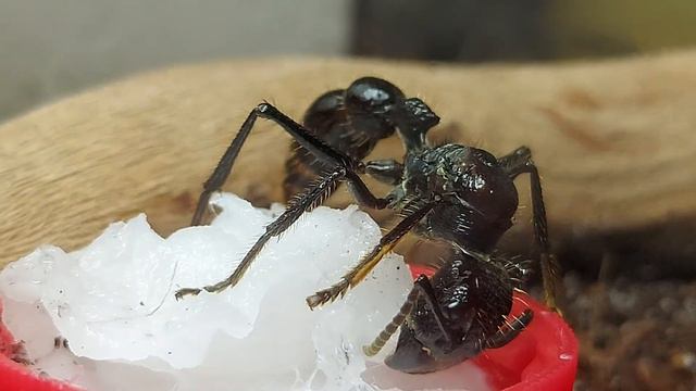 муравей пуля (Paraponera clavata) смотреть онлайн