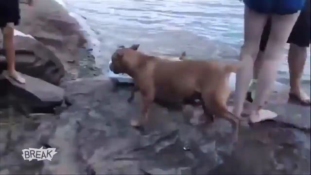 СОБАКА ДРУГ, ПРЫЖОК, СПАСАТЕЛЬ смотреть онлайн