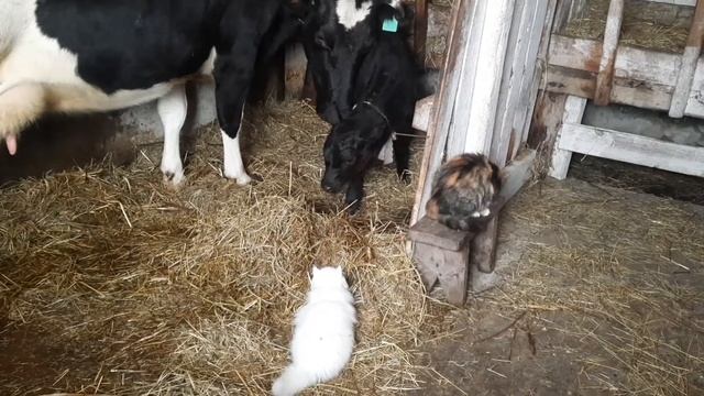 Чудо-снеговики! | Уход за теленком смотреть онлайн