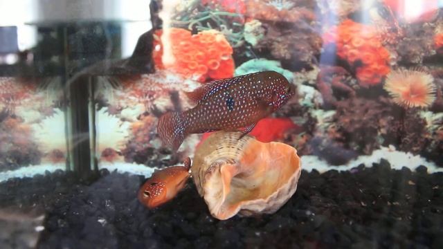 НЕРЕСТ ХРОМИСА-КРАСАВЦА!!! смотреть онлайн