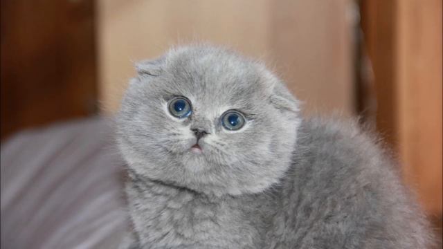 МИЛЫЕ И СМЕШНЫЕ КОТЯТА смотреть онлайн