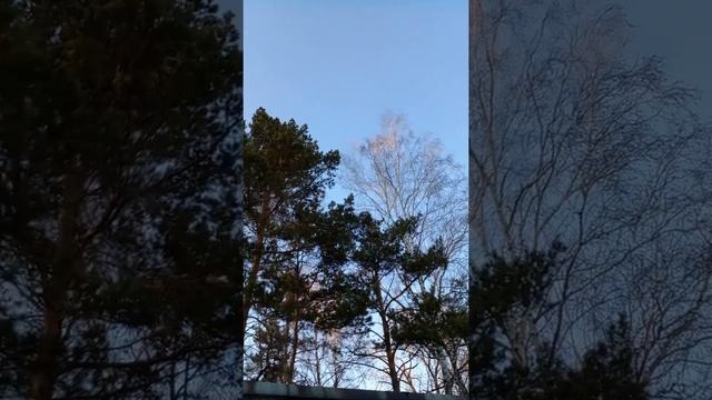 Поют дрозды . Бегут ручьи . Дрозд . Песня . Апрель . Весна . Птицы . Пение . #Shorts смотреть онлайн