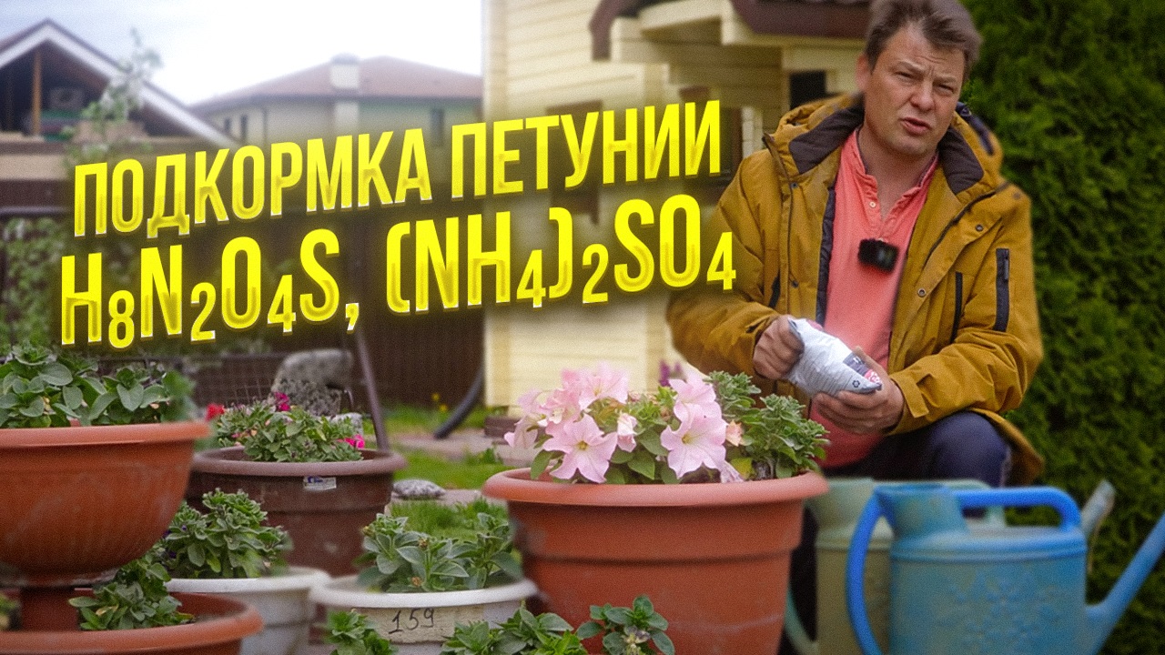 Петуния Азотная подкормка - сульфат аммония смотреть онлайн