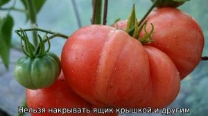 Томат Китайский розовый: характеристика и описание сорта