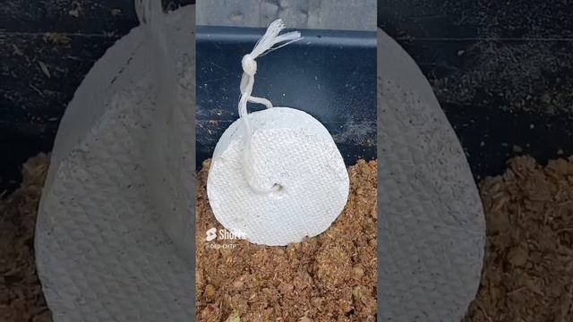 КАЛЬЦИЙ ДЛЯ КУР СВОИМИ РУКАМИ!!! смотреть онлайн