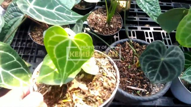 Jenis & Harga Anthurium Kuping Gajah смотреть онлайн