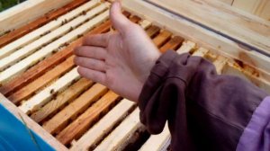 как подставлять вощину. Весеннее расширение гнезда пчёл вощиной.