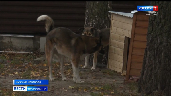 Куда обращаться, если вас укусила собака? смотреть онлайн