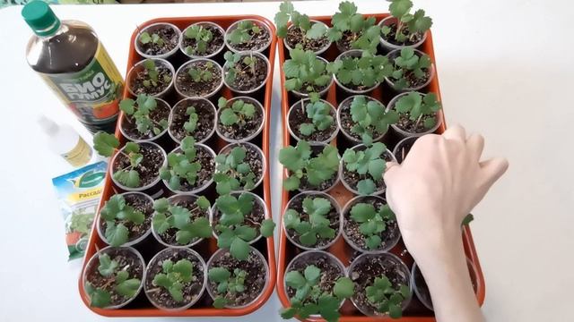 Земляника из семян. Чем подкармливаю свою рассаду. смотреть онлайн