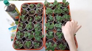 Земляника из семян. Чем подкармливаю свою рассаду.