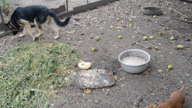 Овчарка и щенок в курятнике обедают у курок смотреть онлайн