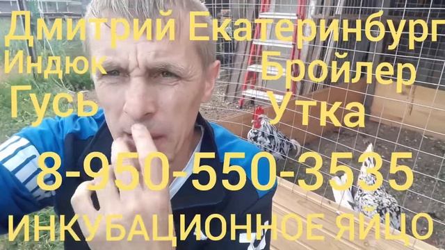ЕКАТЕРИНБУРГ. ИНКУБАЦИОННОЕ ЯЙЦО. КОББ-500 смотреть онлайн