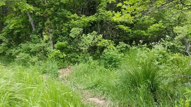 Прогулки по Армении. Цахкадзор, тропа в лесу 3 смотреть онлайн