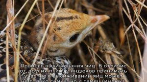 Сколько дней сидит индюшка на яйцах?