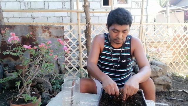 joy seedless grape (unwrapping and planting) part 2 смотреть онлайн