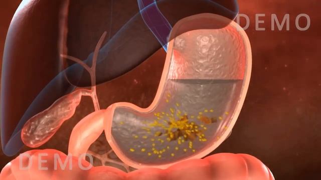 THE HUMAN DIGESTIVE SYSTEM OESOPHAGUS AND STOMACH v02 смотреть онлайн