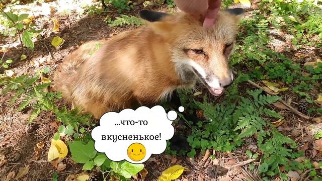 ЛИ СЯО. Алиса - Лиса. Лиса обиделась и убежала в лес. смотреть онлайн