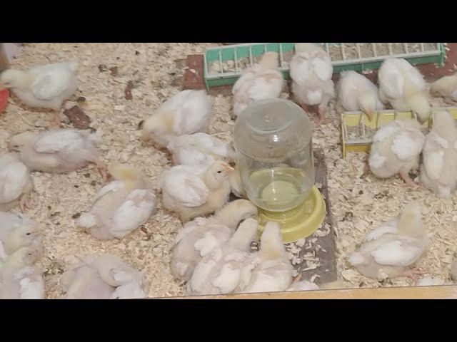 Прямой эфир. 15 День. Выращивание Бройлеров