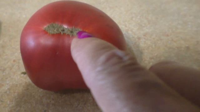 Лучший томат этого лета  Гигант Подмосковья