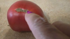 Лучший томат этого лета  Гигант Подмосковья