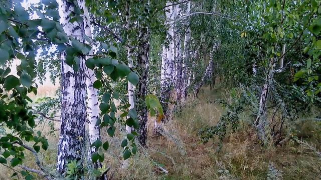 Копия видео Березы