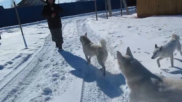 Футбол с Лайками. смотреть онлайн