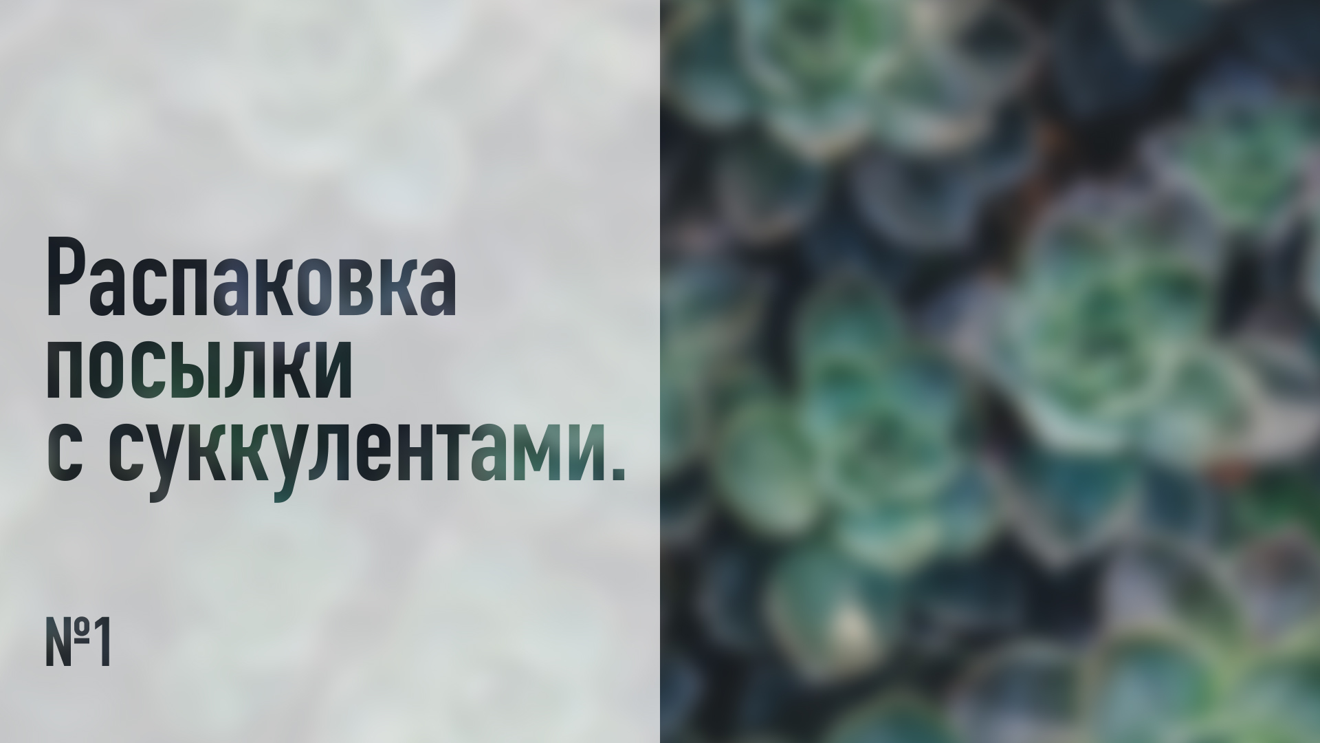 Распаковка посылки с суккулентами