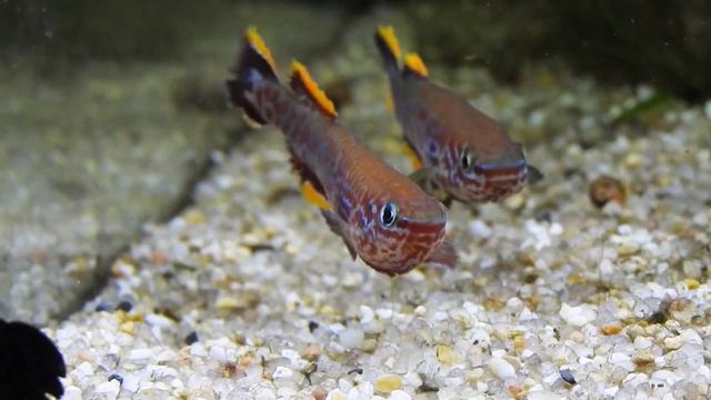 Fundulopanchax gardneri nigerianus "Makurdi" Long fins, Fighting! смотреть онлайн