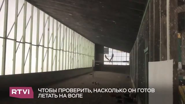 Спасение орлана смотреть онлайн