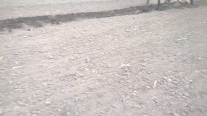 САЖАЕМ КАРТОШКУ ПОД ЛОШАДЬ
