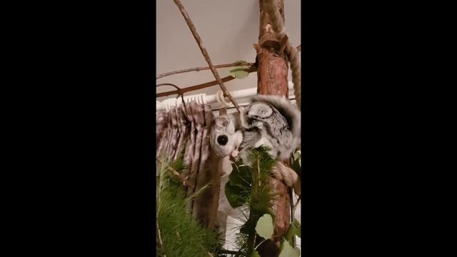 Flying Squirrel - Белка летяга. смотреть онлайн