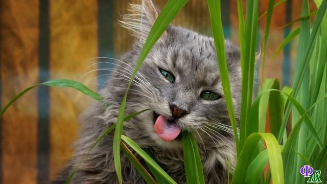 Женщина выбирала корм для своего кота, а он выскользнул из незакрытой переноски и отправился… смотреть онлайн