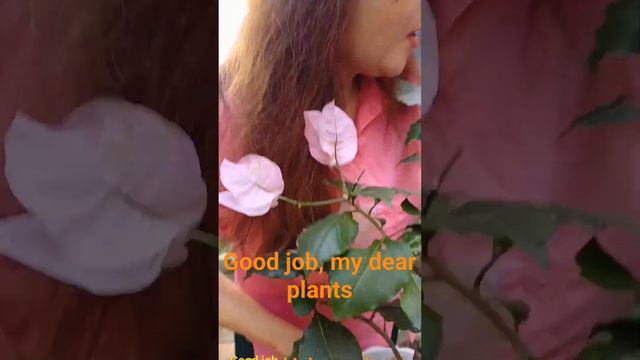 My blooming plants at the backyard #hydrangea #rose #bougainvillea #kalanchoe смотреть онлайн