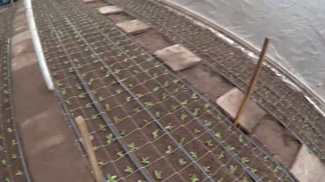Висаджено перші касети еустоми цього сезону / Высажено первые кассеты эустомы в этом сезоне смотреть онлайн