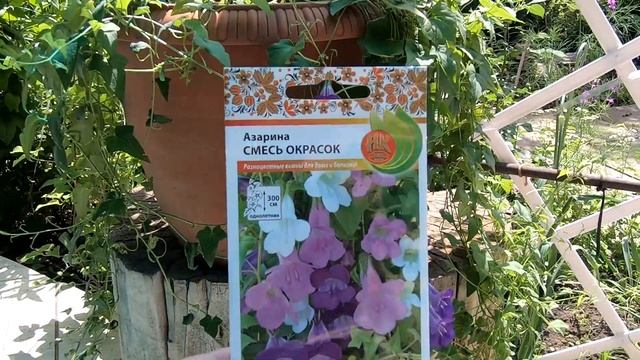 Тестирование семян от АФ Русский огород. Промежуточный отчет за июнь. Здесь и овощи и цветы. смотреть онлайн