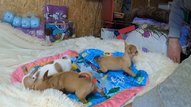 ПРОДАЮ Щенков ЧИХУАХУА возраст 2 месяца / Купить Девочку или мальчика чихуа / питомник МАРИ МИСТИК смотреть онлайн