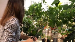 ФОРМИРУЕМ АБУТИЛОН | ОБРЕЗАЕМ ДОМАШНИЙ КЛЕН 4К