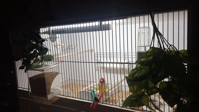 Про уксус, витамины, подготовку к разведению и не только... смотреть онлайн