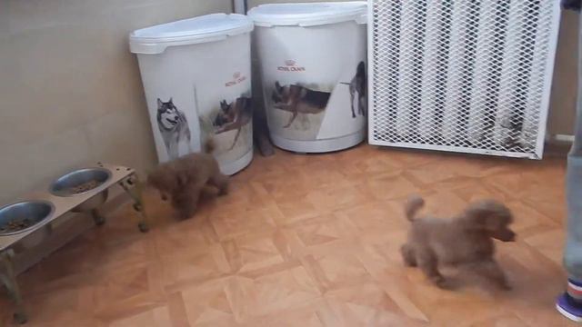 Щенки Жози и Капи смотреть онлайн